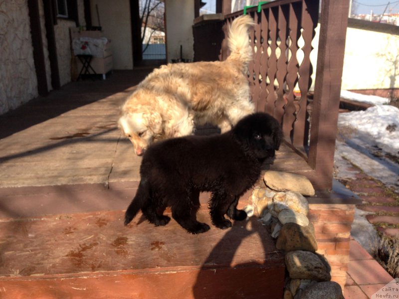 Фото: ньюфаундленд Пелей Клеве Лэд