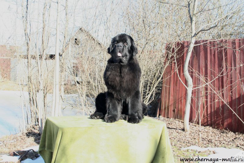 Фотография № 177266