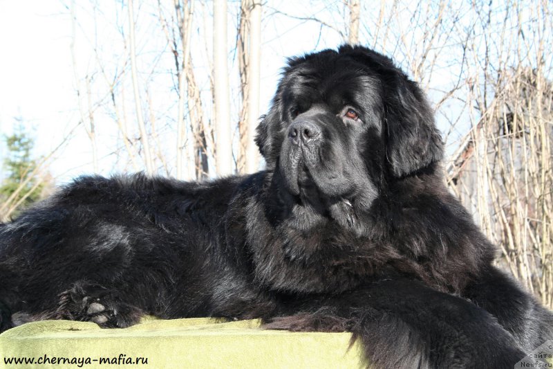 Фотография № 177272