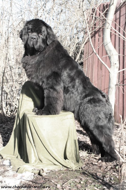 Фотография № 177274