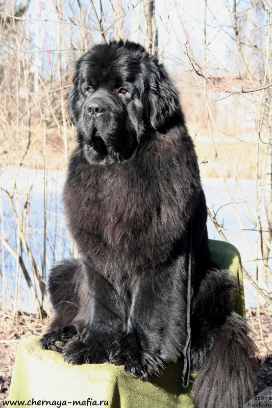 Фотография № 177276