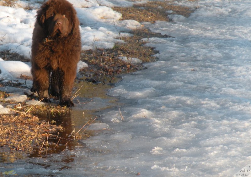 Фото: ньюфаундленд Ваше Благородие с Берега Дона (Vashe Blagorodie s Berega Dona)