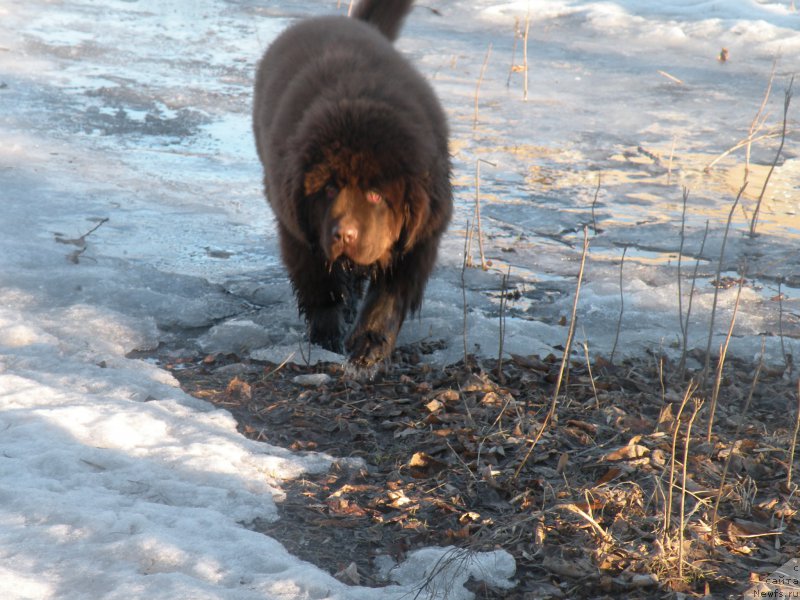 Фото: ньюфаундленд Ваше Благородие с Берега Дона (Vashe Blagorodie s Berega Dona)
