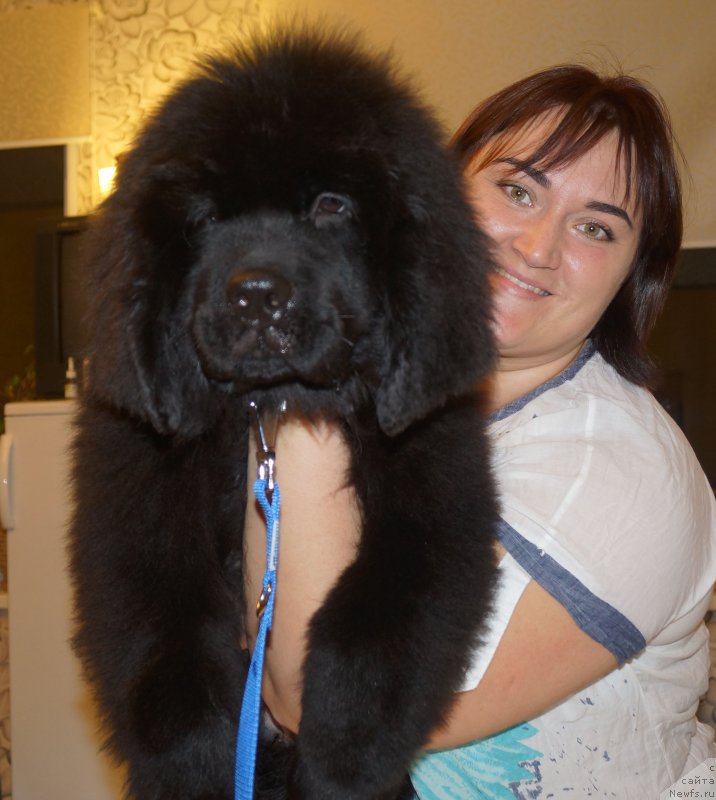 Фото: ньюфаундленд Хуффи из Племени Кедра