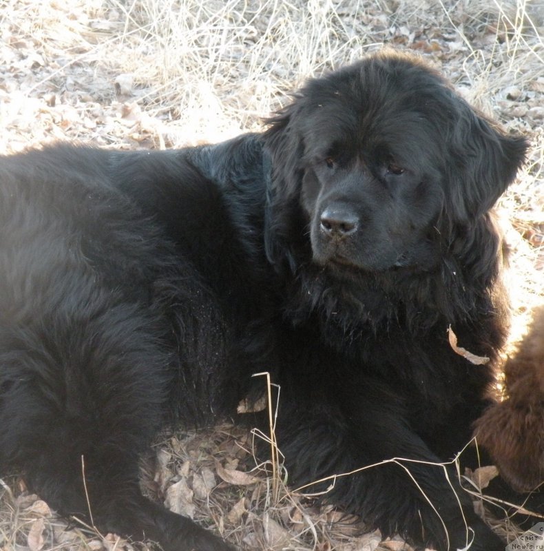 Фото: ньюфаундленд Anabel