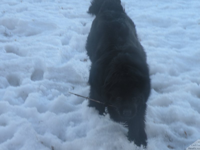 Фото: ньюфаундленд Anabel