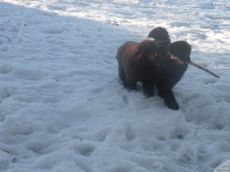 Фото: ньюфаундленд Ваше Благородие с Берега Дона (Vashe Blagorodie s Berega Dona), ньюфаундленд Anabel