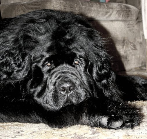 Фото: ньюфаундленд Смигар Эбанденс