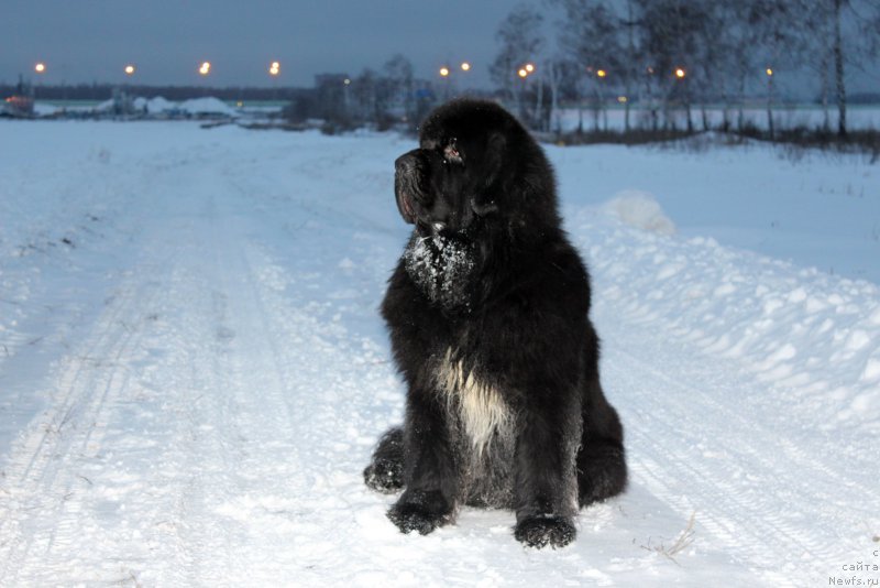 Фото: ньюфаундленд Мэджестик Гудсоул Найт энд Дэй (Majestic Goodsoul Nait'End'Dey)