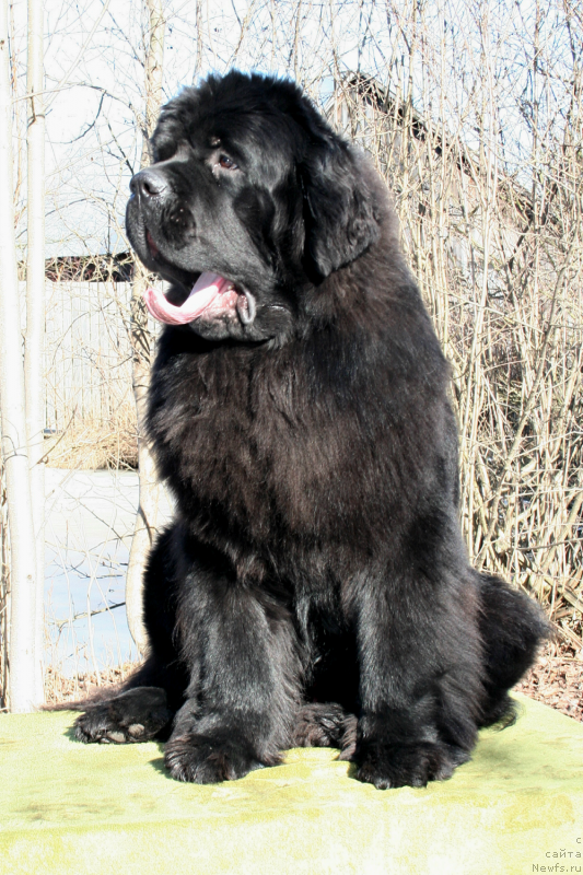 Фото: ньюфаундленд Черная Мафия Муст Хаве (Chernaya Mafia Must Have)