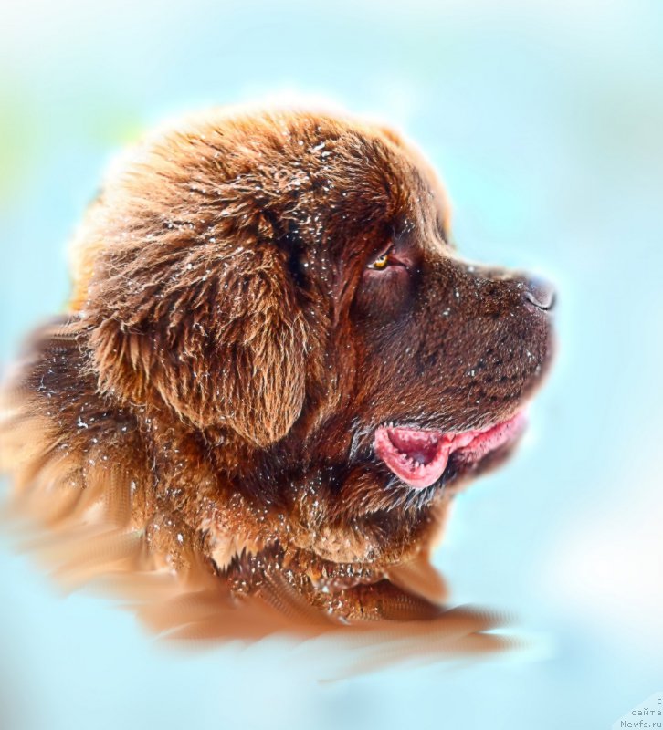 Фото: ньюфаундленд Браунблад МСК Хаким Голд Хайдар (Brownblood MSK Hakim Gold Haydar)