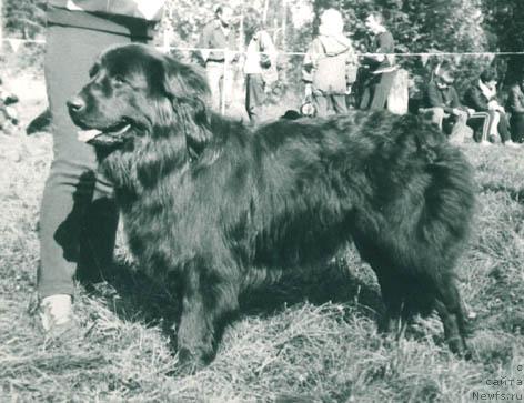 Фото: ньюфаундленд Ширин Вуг