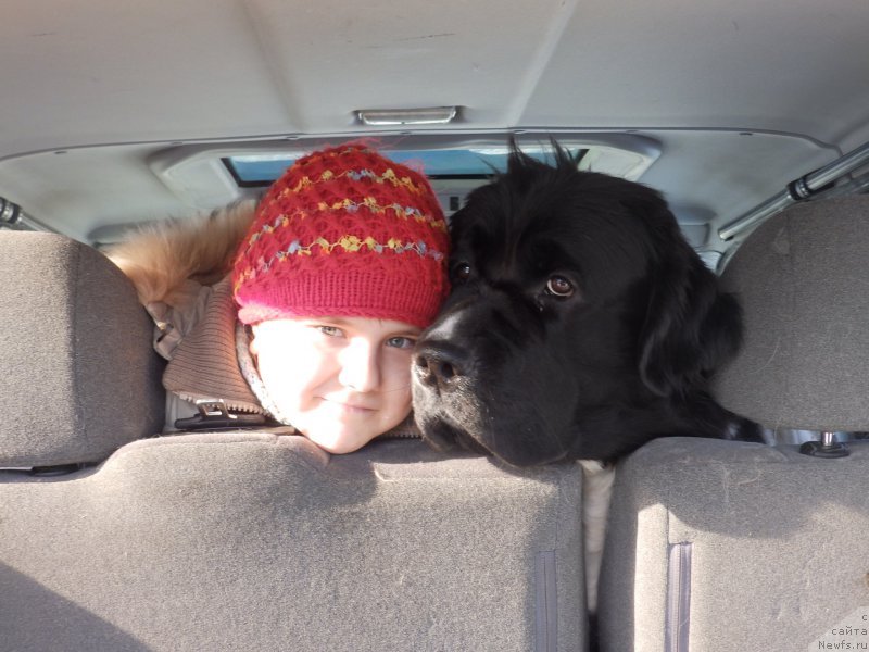 Фото: ньюфаундленд Супер Бизон Куба