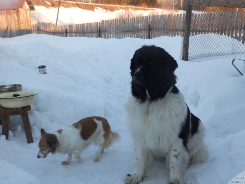 Фото: ньюфаундленд Супер Бизон Куба