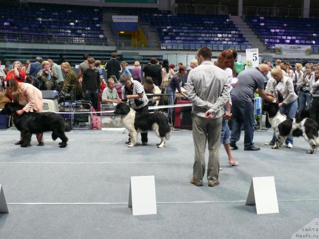 Фото: ньюфаундленд Мэджикал Оушен Геката, ньюфаундленд Даанич Щабрие де Люкс, ньюфаундленд Плюшевая Панда Леди Гамильтон