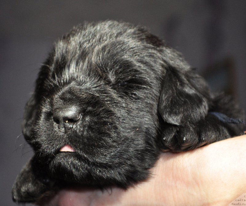 Фотография № 177321