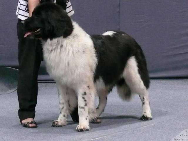 Фотография № 17733