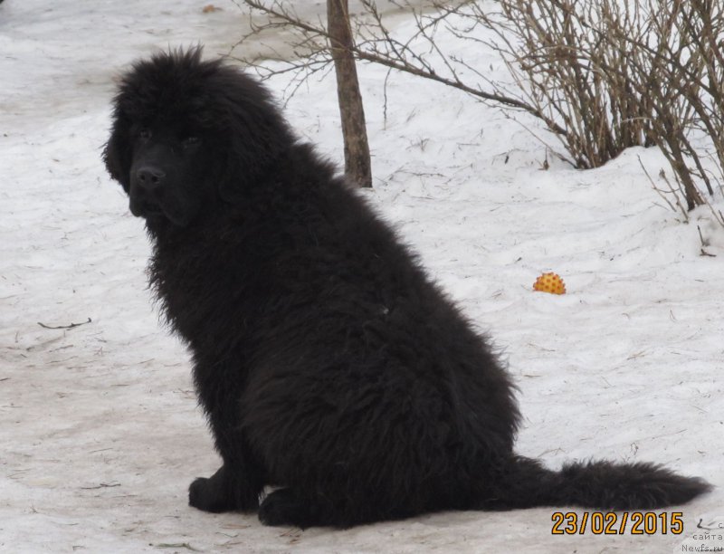 Фото: ньюфаундленд Смигар Эврисинг из Посибл (Smigar Everything iz Possible)