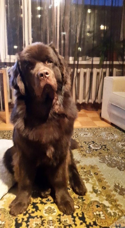 Фото: ньюфаундленд Браунблад МСК Хаиес Хаго (Brownblood MSK Hayes Hago)