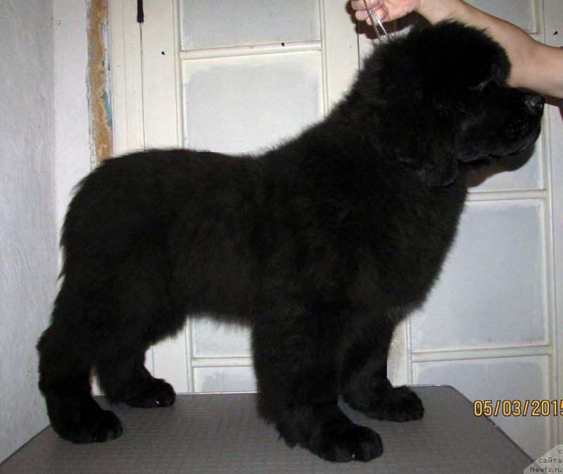 Фото: ньюфаундленд Смигар Эврисинг из Посибл (Smigar Everything iz Possible)