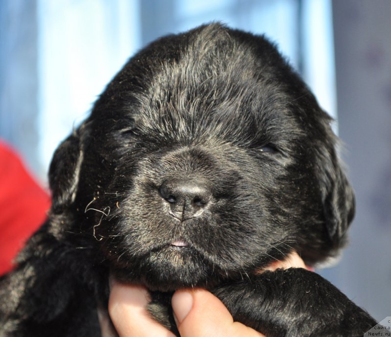 Фотография № 177355