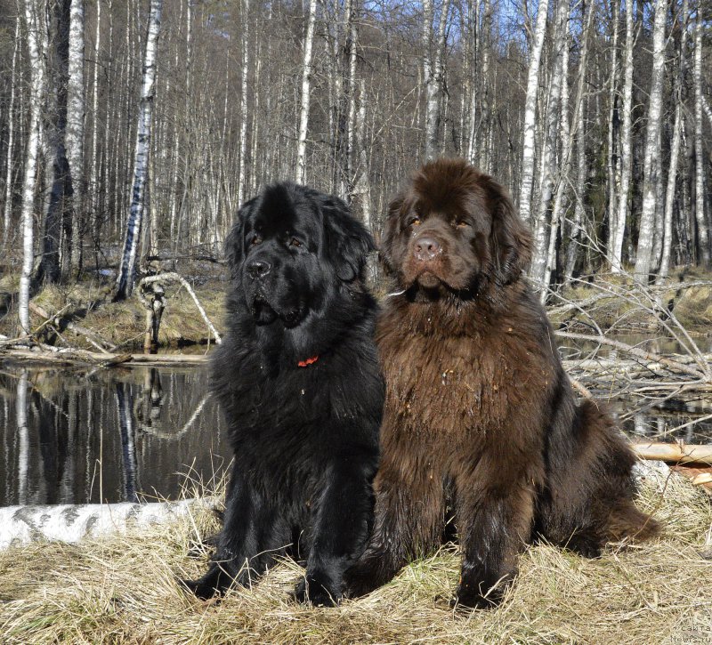 Фото: ньюфаундленд Акватория Келвин Кадриль (Aquatoriya Kelvin Kadril), ньюфаундленд I Follow The Sun de L'Etoile de Cyrice
