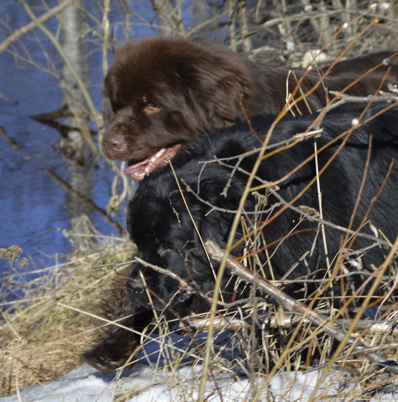 Фото: ньюфаундленд Акватория Келвин Кадриль (Aquatoriya Kelvin Kadril), ньюфаундленд I Follow The Sun de L'Etoile de Cyrice