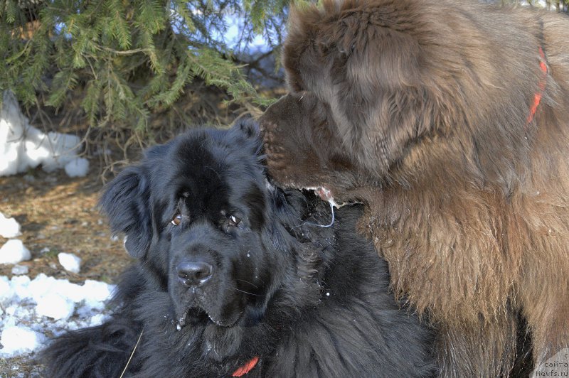 Фотография № 177379