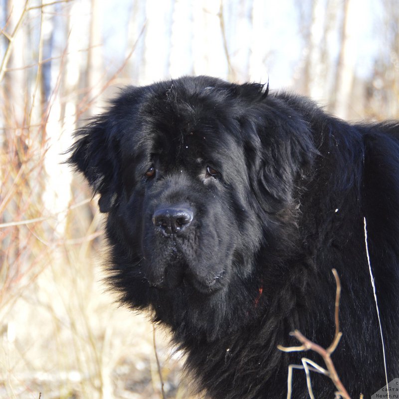 Фото: ньюфаундленд Акватория Келвин Кадриль (Aquatoriya Kelvin Kadril)