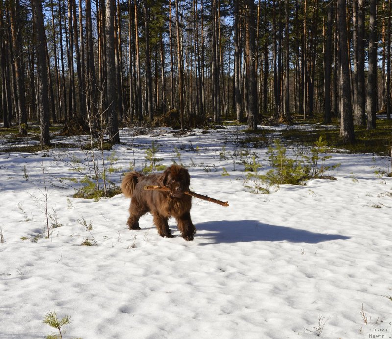 Фото: ньюфаундленд I Follow The Sun de L'Etoile de Cyrice