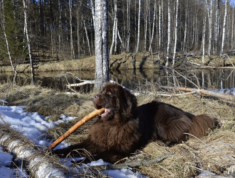 Фотография № 177387