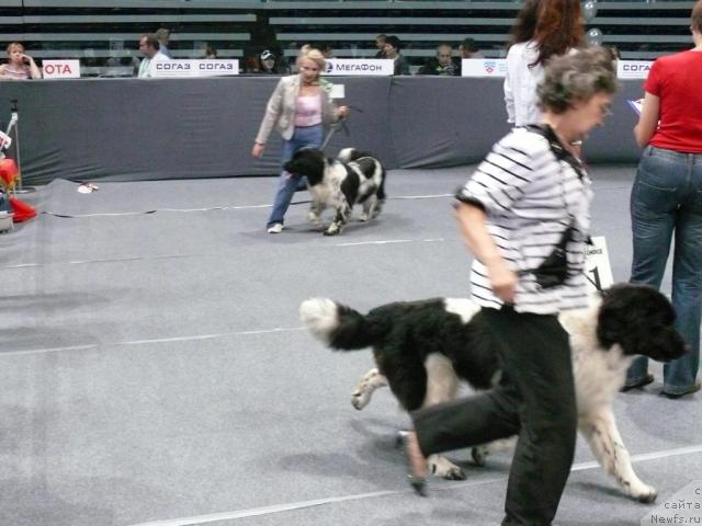 Фото: ньюфаундленд Даанич Щабрие де Люкс, ньюфаундленд Плюшевая Панда Леди Гамильтон