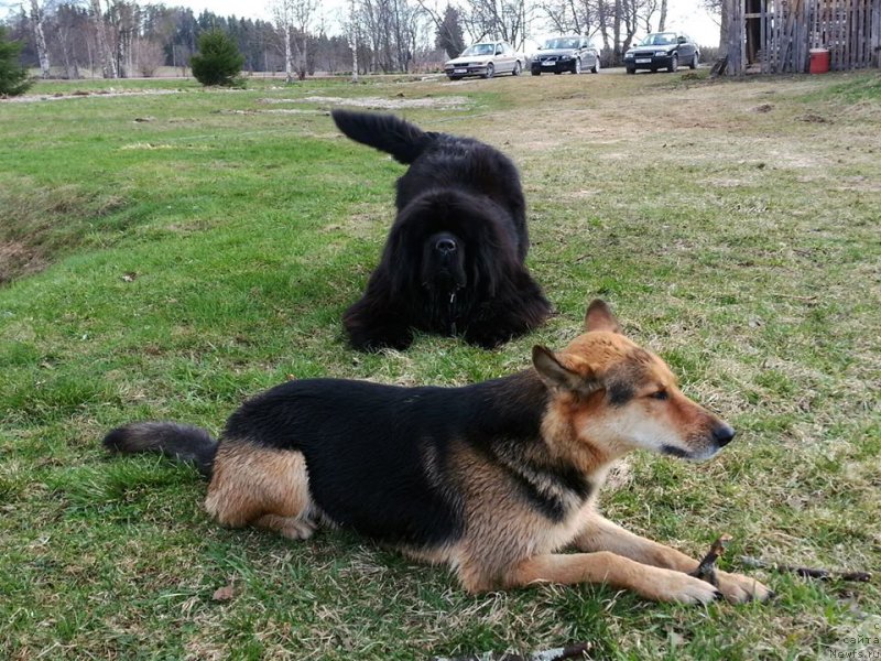 Фото: ньюфаундленд Бегущая по Волнам Зум Зум (Begushaya Po Volnam Zoom Zoom)