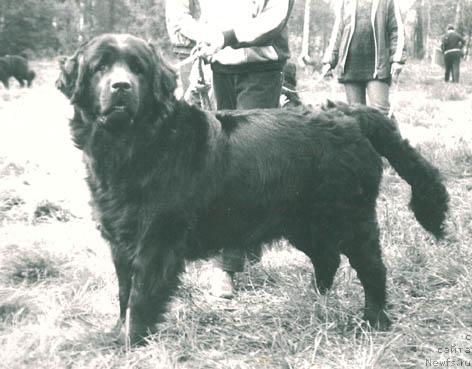 Фото: ньюфаундленд Кристи Клия