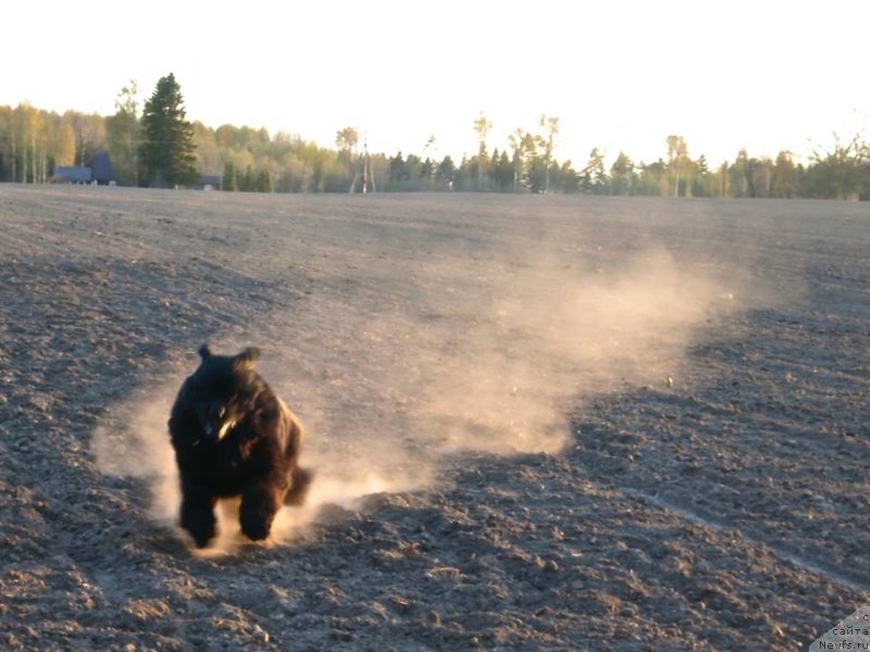 Фото: ньюфаундленд Бегущая по Волнам Зум Зум (Begushaya Po Volnam Zoom Zoom)