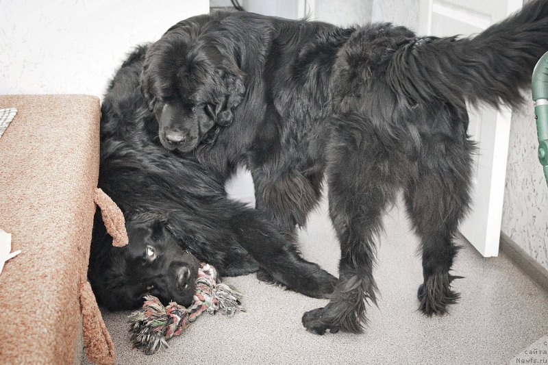Фото: ньюфаундленд Львиное Сердце, ньюфаундленд Черный Балу Добрыня