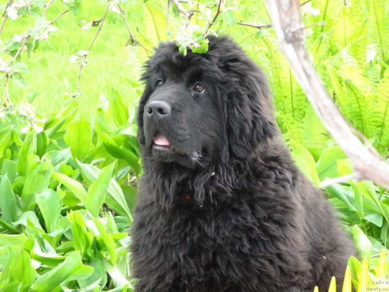 Фото: ньюфаундленд Актив Блэйз оф Глори