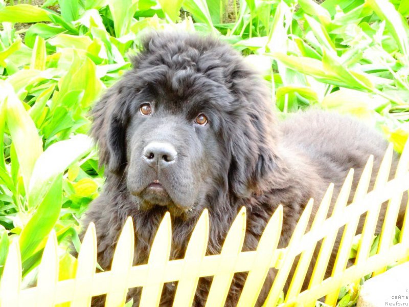 Фото: ньюфаундленд Актив Блэйз оф Глори