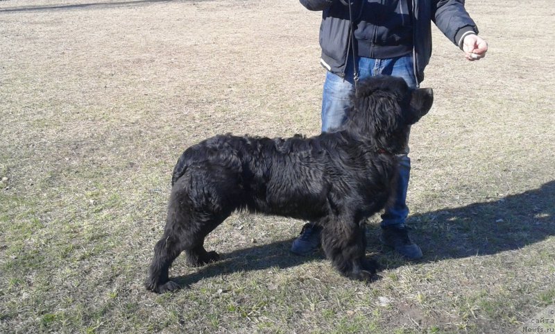 Фото: Антон Абдрашитов, ньюфаундленд Питерньюф Авантюра (Piternyuf Aventure)