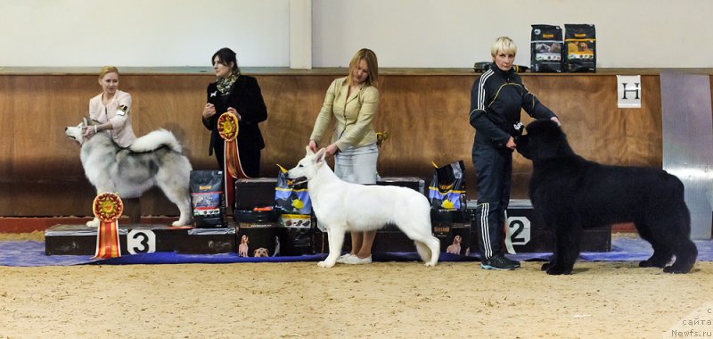 Фото: ньюфаундленд Дак Прайд Винтаж (Dark Pride Vintage)