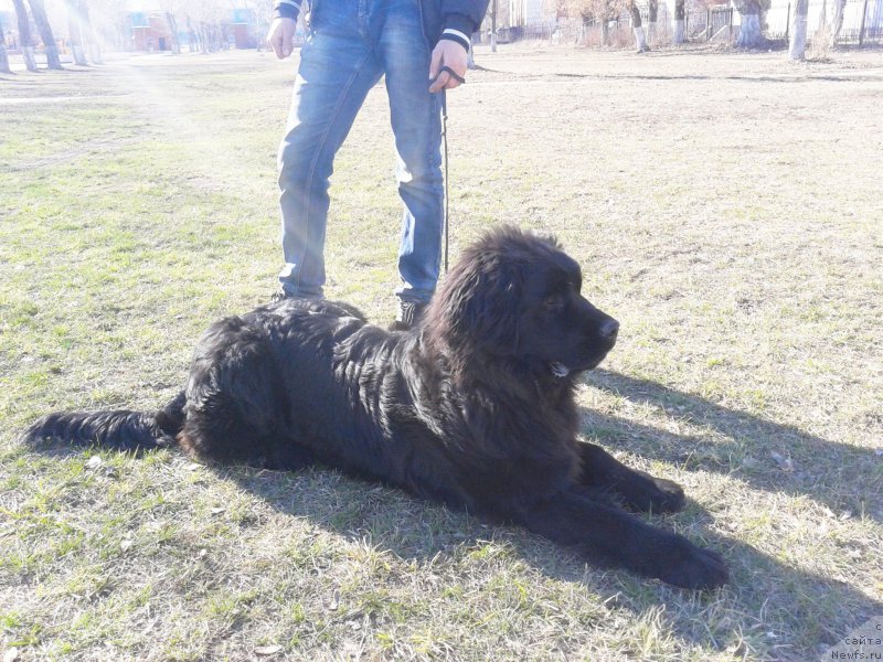 Фото: ньюфаундленд Питерньюф Авантюра (Piternyuf Aventure), Антон Абдрашитов