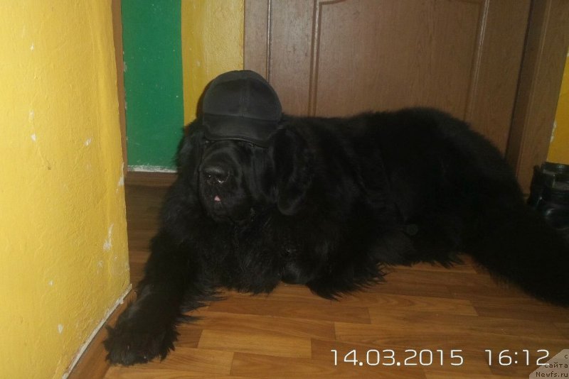 Фото: ньюфаундленд Черная Мафия Мове Уп Ин Тхе Ворлд (Chernaya Mafia Move Up In The World)