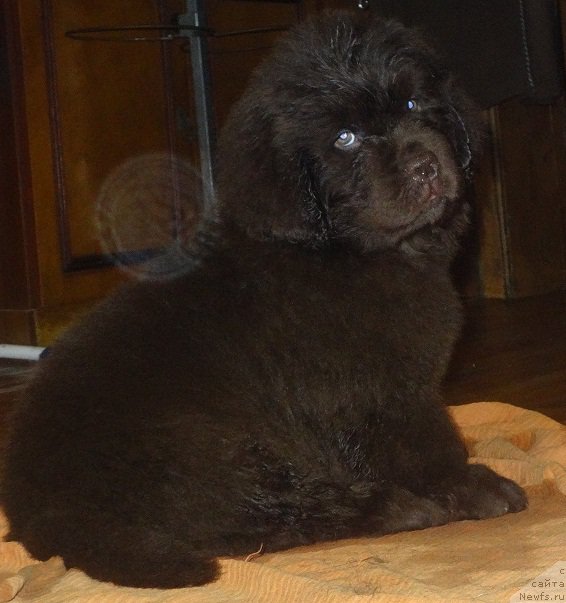 Фото: ньюфаундленд Обуш Шед Янтарный Поцелуй