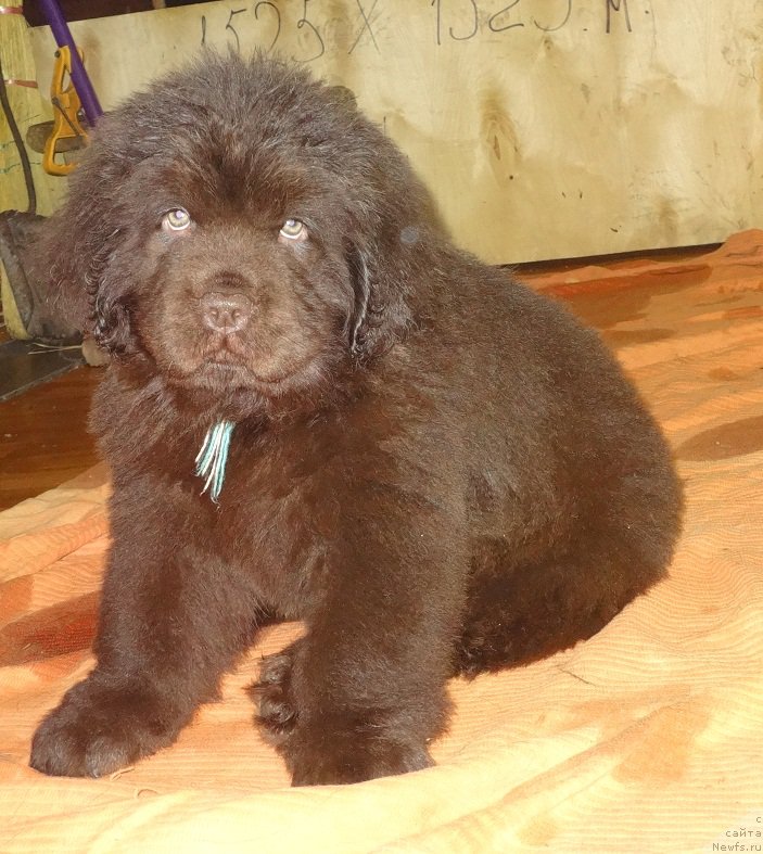 Фото: ньюфаундленд Ньюфорт Вивиан