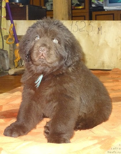 Фото: ньюфаундленд Ньюфорт Вивиан