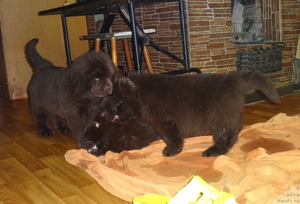 Фото: ньюфаундленд Ньюфорт Уитни Традиция Легенды