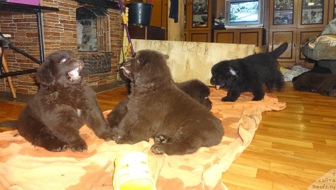 Фото: ньюфаундленд Ньюфорт Уитни Традиция Легенды