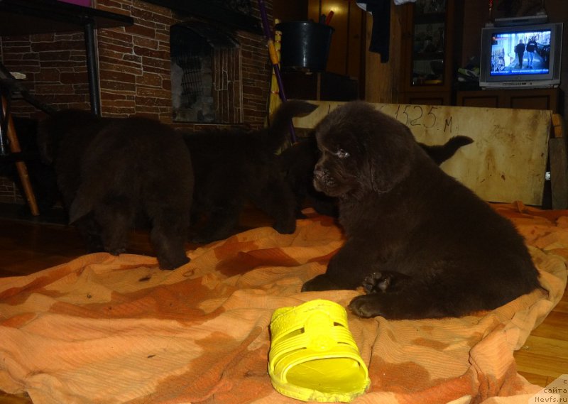 Фото: ньюфаундленд Ньюфорт Уитни Традиция Легенды