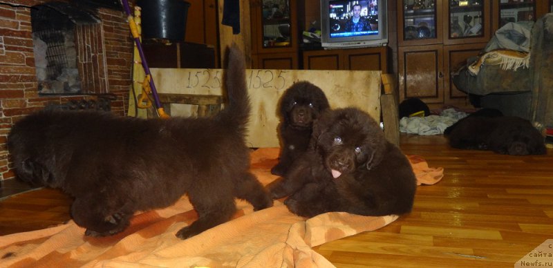 Фото: ньюфаундленд Ньюфорт Уитни Традиция Легенды