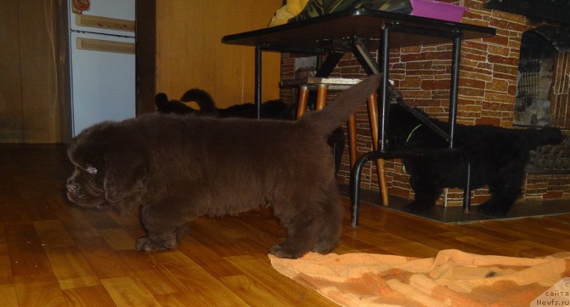 Фото: ньюфаундленд Ньюфорт Уитни Традиция Легенды